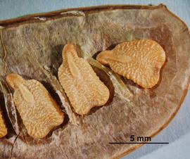   Seeds:   Senna alexandrina,nbsp; seeds attached to remaining half of legume; Photo by V. Brewster, USDA APHIS PPQ, imageID.idtools.org
